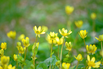春を告げる様に咲き始めたヒメリュウキンカ