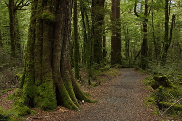 Obraz premium Lake Gunn Nature Walk in Fiordland National Park in Southland on South Island of New Zealand 