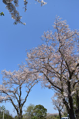 桜（Sakura）