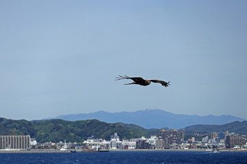 Fototapeta na wymiar hawk in flight over sea