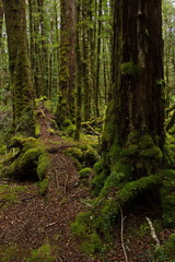 Lake Gunn Nature Walk in Fiordland National Park in Southland on South Island of New Zealand
