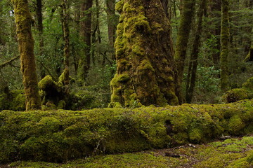 Lake Gunn Nature Walk in Fiordland National Park in Southland on South Island of New Zealand
