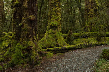 Lake Gunn Nature Walk in Fiordland National Park in Southland on South Island of New Zealand
