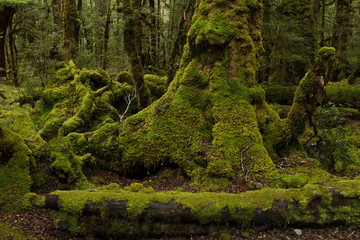 Fototapeta premium Lake Gunn Nature Walk in Fiordland National Park in Southland on South Island of New Zealand 