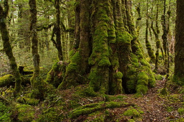 Fototapeta premium Lake Gunn Nature Walk in Fiordland National Park in Southland on South Island of New Zealand 