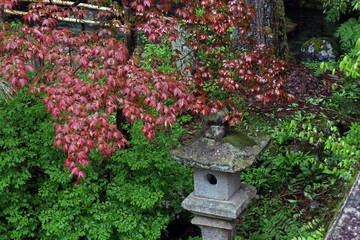 Fototapeta na wymiar Coloured leaves in Japanese garden
