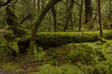 Lake Gunn Nature Walk in Fiordland National Park in Southland on South Island of New Zealand
