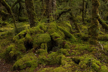 Lake Gunn Nature Walk in Fiordland National Park in Southland on South Island of New Zealand
