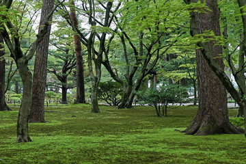 Fototapeta na wymiar tree in the mossy park