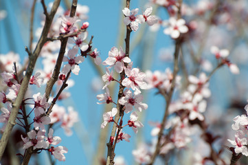 Myrobalan Plum At the height of its bloom