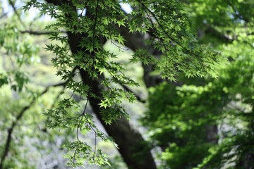 green leaves background