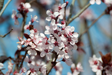 Myrobalan Plum At the height of its bloom
