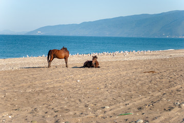 horses on the beach