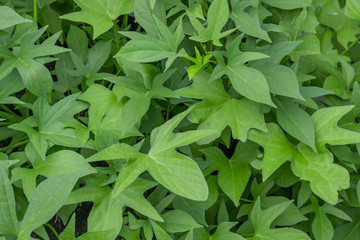 young green leaves of a sweet potato