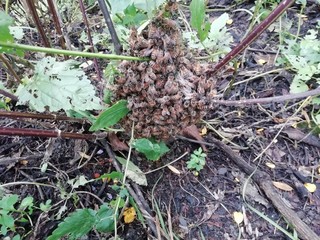 pine cones on the ground