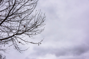 Silhouette shot of tree branches in winter