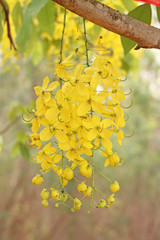 Obraz premium Bunch of yellow golden shower Cassia fistula / Indian laburnum state flower of Kerala South India. Thailand national flower. Blooms on spring.