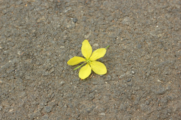 frangipani flower on the ground. 