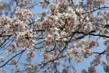 日本　桜