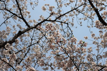 日本　桜