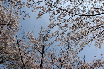 日本　桜