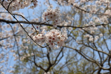 日本　桜