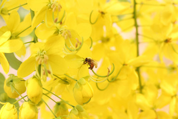 Bee in Yellow Flowers on a Sunny Spring Day in Thailand. Bunch of yellow golden shower Cassia fistula / Indian laburnum state flower of Kerala South India. Thailand national flower. Blooms on spring.
