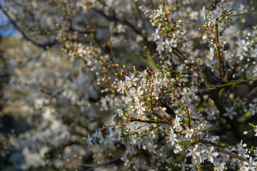 Schlehenblüte