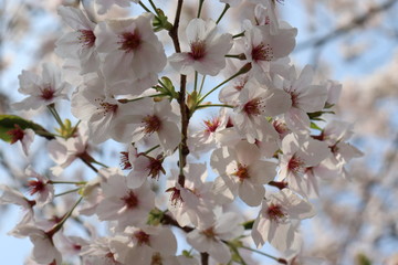 日本　桜