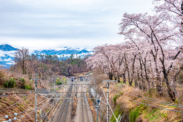 山梨県 勝沼ぶどう郷の甚六桜