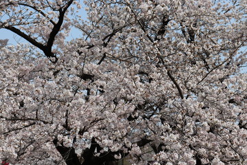 日本　桜　絶景