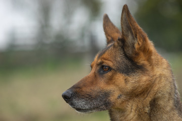 Deutscher Schäferhund