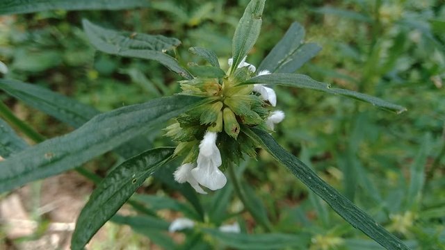 Borreria sp. This plant includes weeds and is easily found in fields, such as fields in Indonesia. This plant has white flowers. Beetles love this plant.