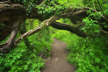 Winding road through the forest