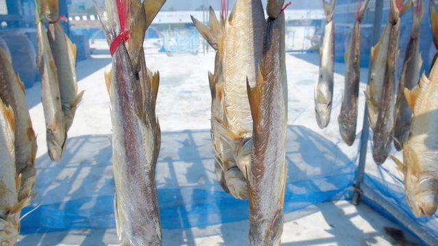 Traditional process of making salted dried threadfin fish, local premium product of Pattani.