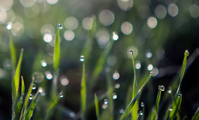 Fototapeta premium Dew drops on the grass. In the morning, spring. Copy space. Close-up.