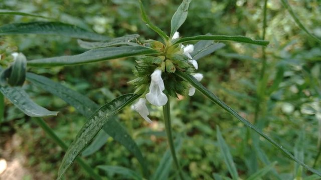 Borreria sp. This plant includes weeds and is easily found in fields, such as fields in Indonesia. This plant has white flowers. Beetles love this plant.