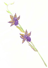Drawing with watercolors: Orchid branch with lilac flowers. Zygopetalum.