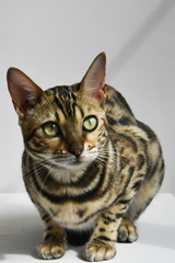 Obraz premium A beautiful Bengal cat sniffs colored threads. Concept. Choosing something.