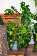 house plants in the bedroom