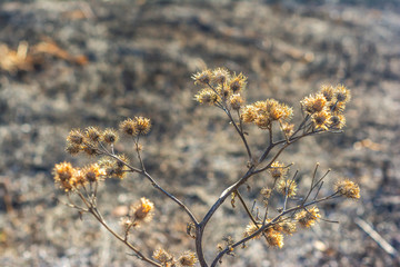 Scorched and dry plant against a background of burned earth after a forest fire