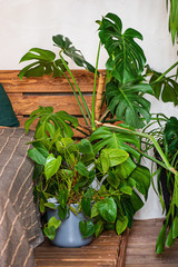 house plants in the bedroom