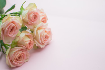 Obraz na płótnie Canvas Pink roses on pink background. close up.