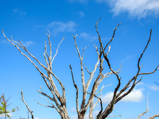 Dead tree against a blue sky in Florida