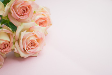 Background of Pink roses on pink background. close up. selective focus