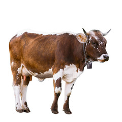 Full photo of brown holstein cow standing on white background