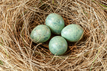eggs of a thrust in a grass nest
