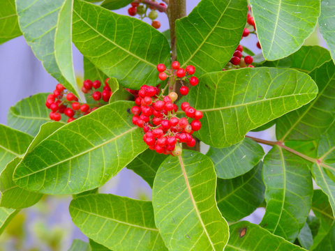 Florida holly in the  Merritt Island Wildlife Refuge, Florida
