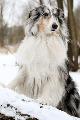 Rough collie dog on snow background