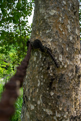 Tree eating metal chain
